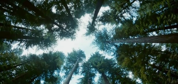 tree of life screenshot 4 Visually Stunning & Profound Films of 2011